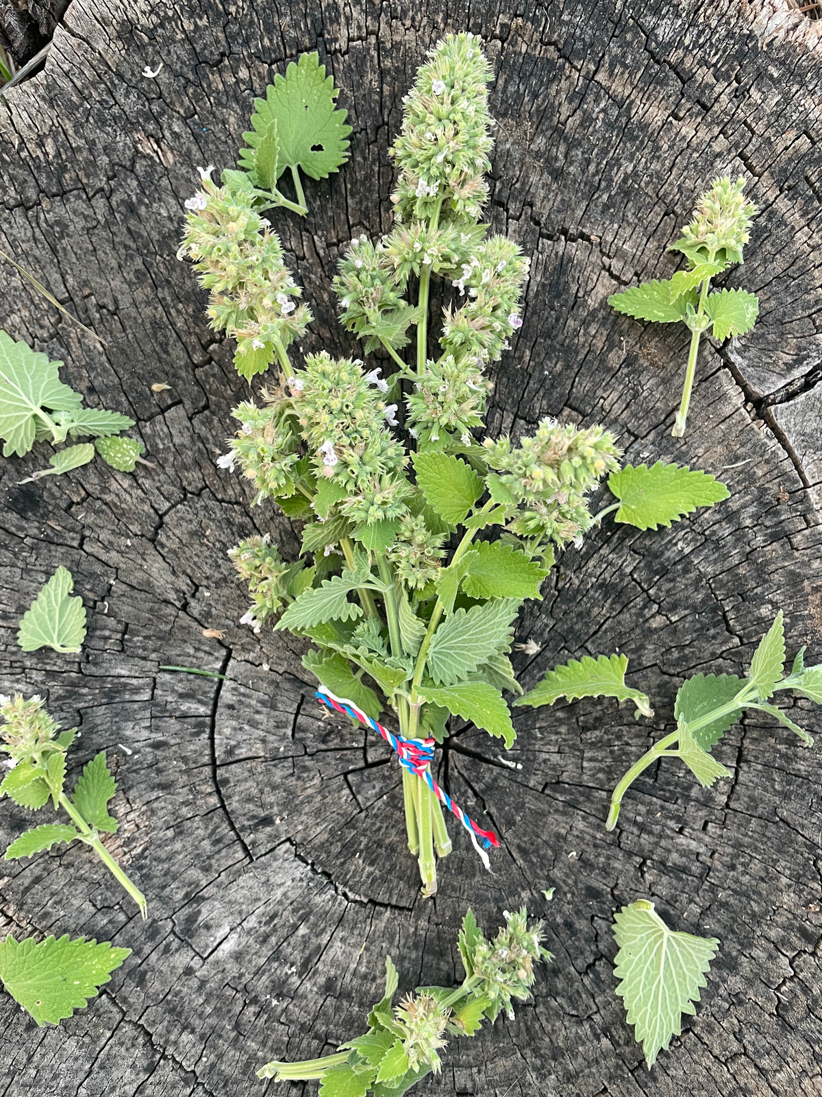 1 oz of Farm-Fresh Catnip