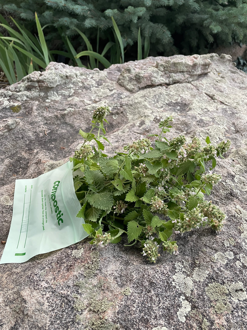 1 oz of Farm-Fresh Catnip