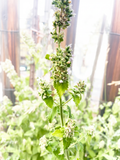 2 oz of Farm-Fresh Catnip